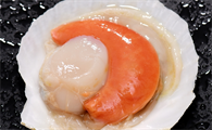 扇贝可食用的部分是哪一部分?