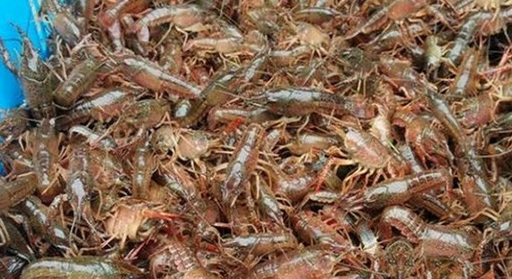 4月份的龙虾有肉吗 4月份的龙虾有肉吗