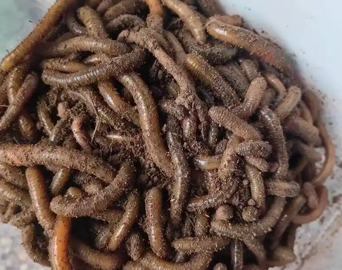 怎样才能抓到蚯蚓