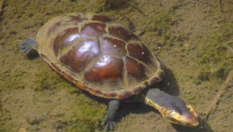 白唇泥龟：热带水族的独特魅力