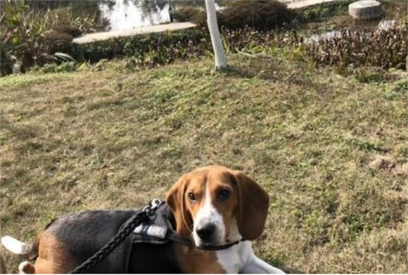 比格犬的成长日记:从萌宠到成年,体型变化全记录 比格犬的成长日记:从萌宠到成年,体型变化全记录