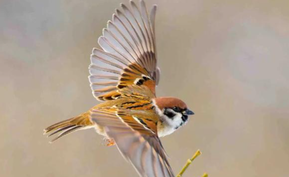 麻雀怎么吃大补 麻雀怎么吃大补