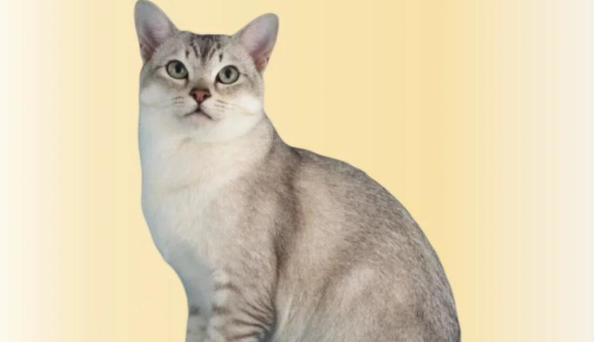 波米拉猫:缅甸猫与金吉拉猫的完美结合! 波米拉猫:缅甸猫与金吉拉猫的完美结合!