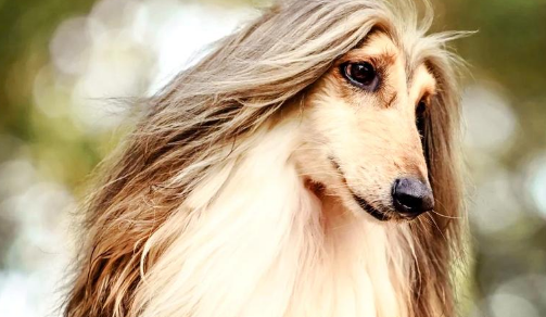 阿富汗猎犬:优雅与挑战并存 阿富汗猎犬:优雅与挑战并存