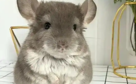 龙猫好养吗？适合孩子饲养的宠物