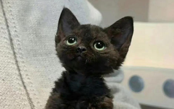 猫界微缩:茶杯猫的迷你世界 猫界微缩:茶杯猫的迷你世界