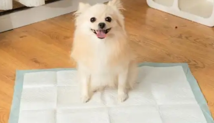怡亲宠物尿垫，解决宠物排泄问题！