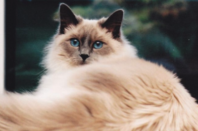 巴厘猫多少钱？它的格不高价格不是很高！