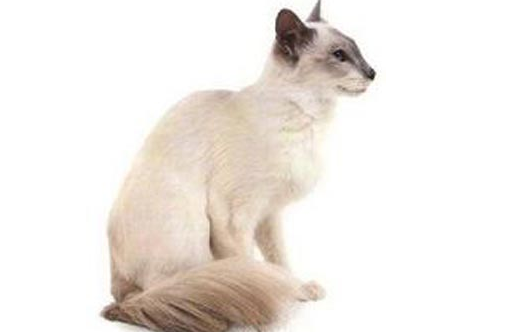 巴厘猫：聪明活泼的巴厘亚洲风情猫咪！