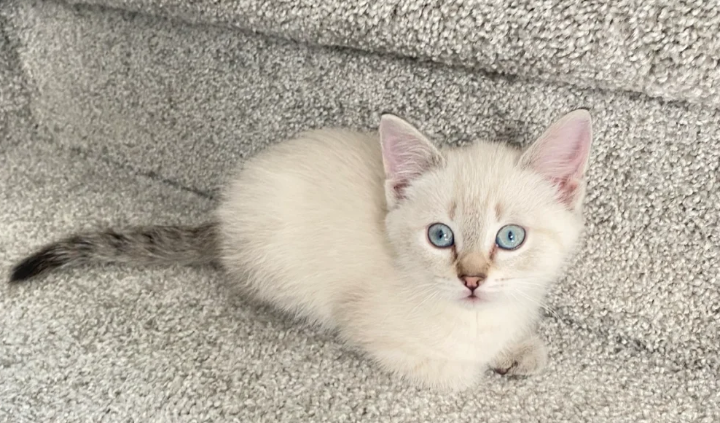 波米拉猫怎么养？一起看看饲养要点！