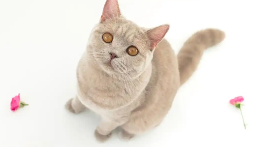 凯锐思猫粮怎么样，一起来了解一波