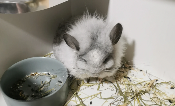 小龙猫多少钱一只?标准灰是最常见颜色 小龙猫多少钱一只?标准灰是最常见颜色