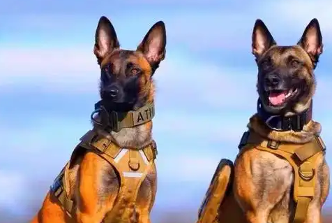 训练马犬:从混种缘起到警犬精英 训练马犬:从混种缘起到警犬精英