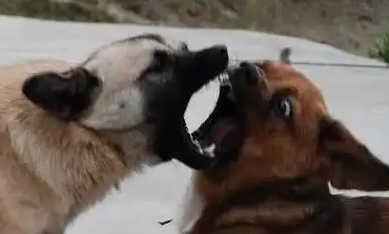 “狗咬狗”引官司,狗主人屡次不牵狗绳担全责 “狗咬狗”引官司,狗主人屡次不牵狗绳担全责