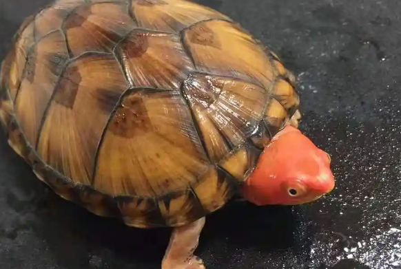 龟趣探秘：白唇泥龟的独特魅力与多样玩法