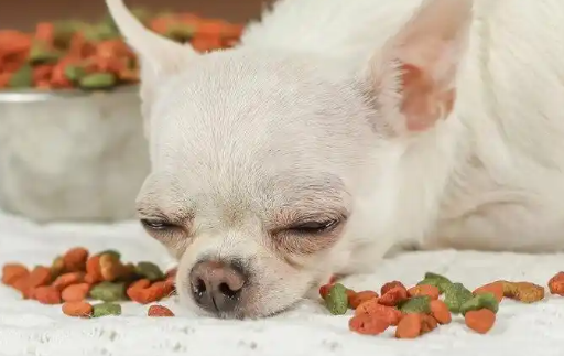 比乐狗粮好不好？怎么帮狗狗选择合适的狗粮