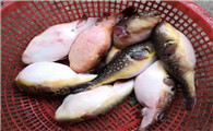 海里河豚鱼有毒吗