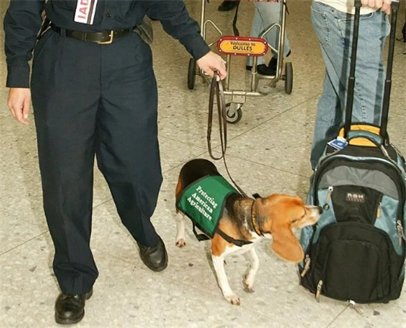 从自由的小猎犬，到被困的实的命实验犬，比格的发生命运是如何发生转折的？