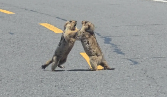 男子路遇两只土拨鼠打架。网友：不知道的以为在跳华尔兹呢