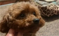 狗狗神经炎早期症状