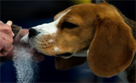 揭秘比格犬：那些你不知道的事儿！