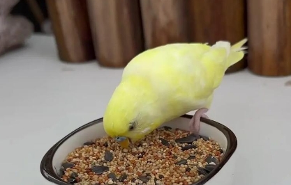 虎皮鹦鹉母的会说话吗