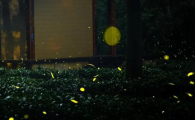 怎么抓萤火虫
