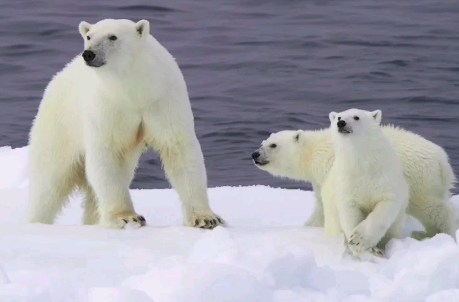 北极熊要冬眠吗 北极熊要冬眠吗