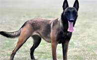 马犬好养吗？怎么养？
