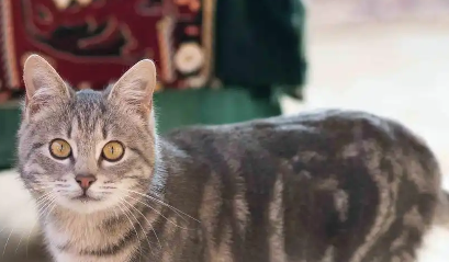 最小的猫是茶杯猫？速来了解