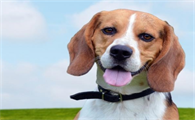 比格犬怎么训练不护食 首先要经常放手上喂食