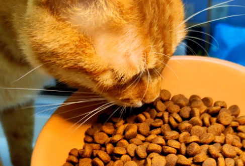 有鱼猫粮到底怎么样?
