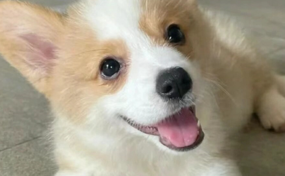 威尔斯柯基犬智商大揭秘!这小短腿到底有多聪明? 威尔斯柯基犬智商大揭秘!这小短腿到底有多聪明?