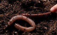 青蚯蚓在什么地方挖