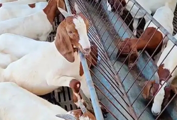 哪里有养波尔山羊的