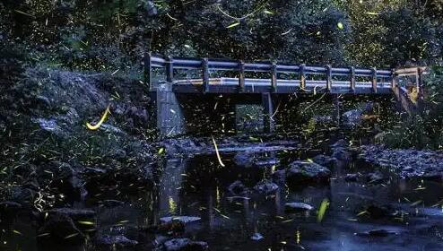 萤火虫有什么作用 萤火虫有什么作用