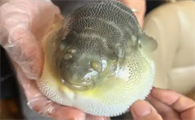 哪里的河豚最出名