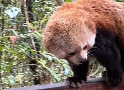 小熊猫是什么颜色的