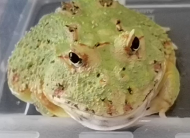 角蛙的饲养秘籍来啦！