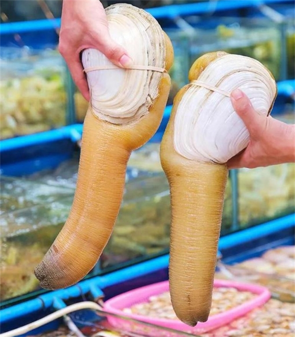 象拔蚌尿酸高可以吃吗