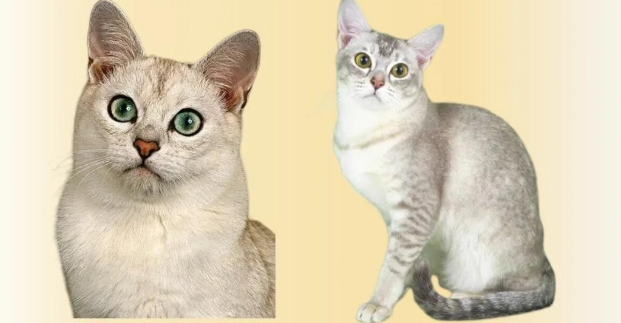 波米拉猫:缅甸猫与金吉拉猫的完美结合! 波米拉猫:缅甸猫与金吉拉猫的完美结合!