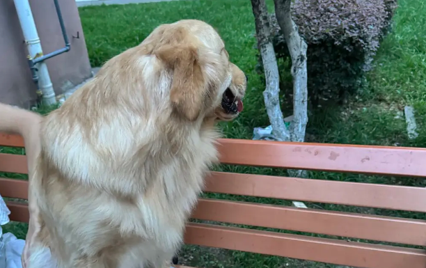 消防员救被困小狗,小狗成为新“团宠” 消防员救被困小狗,小狗成为新“团宠”