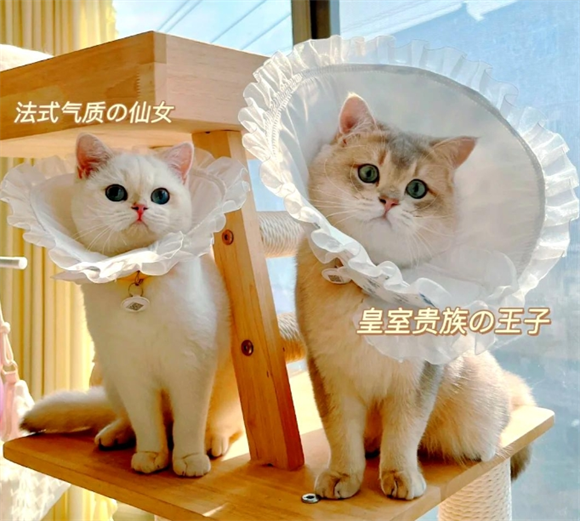 ARKIKA这款伊丽莎白圈也太美了吧！白圈<strong></strong>