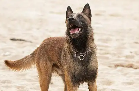 马犬：全方位的深度解析