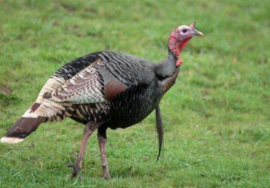 火鸡晚上会叫吗 火鸡晚上会叫吗