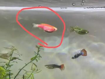 斑马鱼肚子鼓鼓的死了