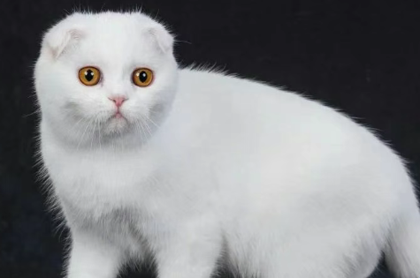 每周带你了解一种猫——苏格兰折耳猫