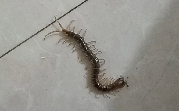 客厅发现蜈蚣什么预兆