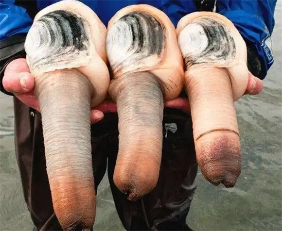 象拔蚌的嘌呤含量高吗