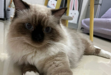 巴厘猫：优雅与活力的完美结合